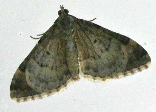 Réf. 339 712 : Xanthorhoe fluctuata